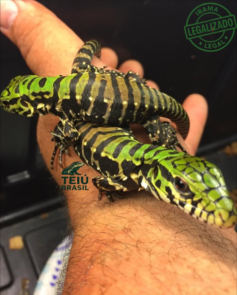 Filhote de Teiú - CASAL