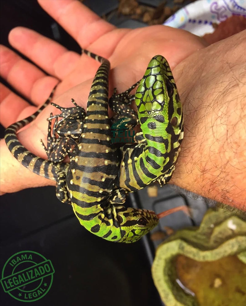 Filhote de Teiú - CASAL