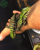 Filhote de Teiú - CASAL