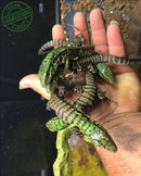 Filhote de Teiú - CASAL