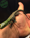 Filhote de Teiú - CASAL