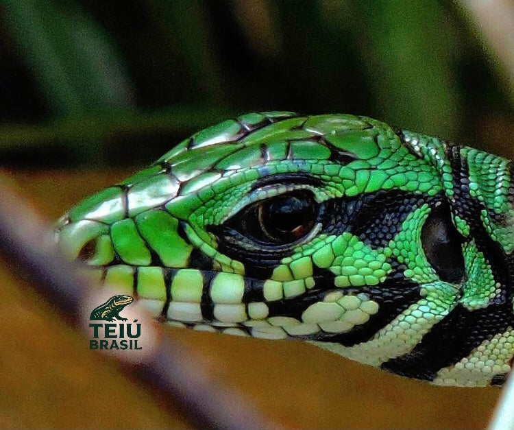 Filhote de Teiú - MACHO