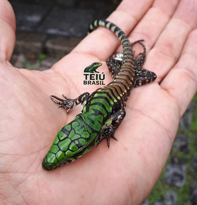 Filhote de Teiú - MACHO