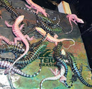 Filhotes de Teiú Albino - CASAL