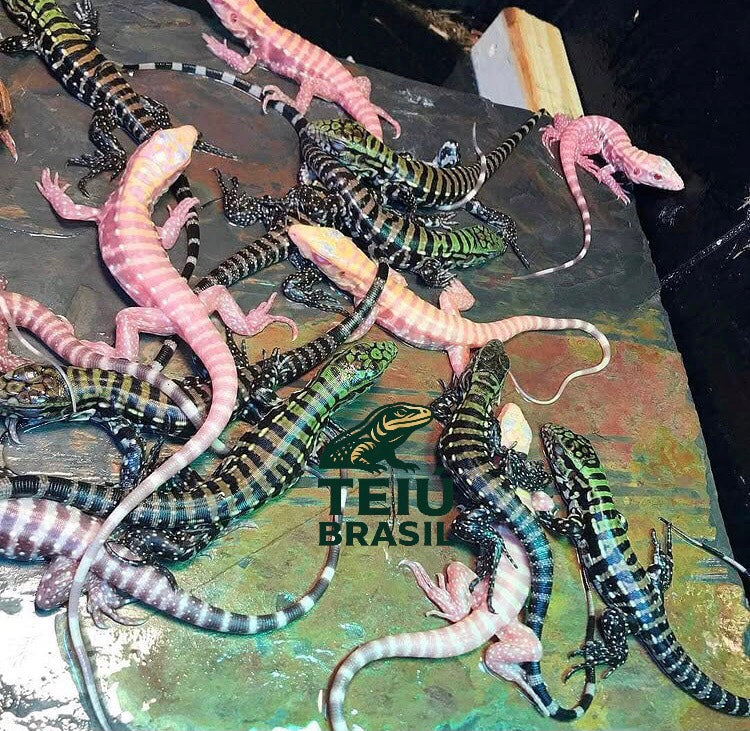 Filhote de Teiú Albino - MACHO