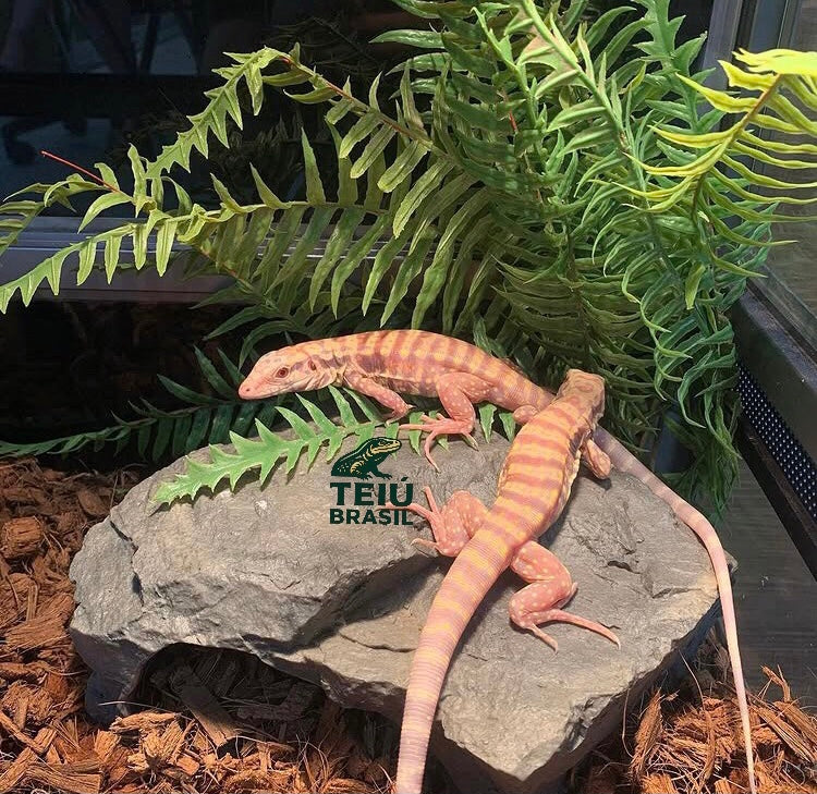 Filhotes de Teiú Albino - CASAL