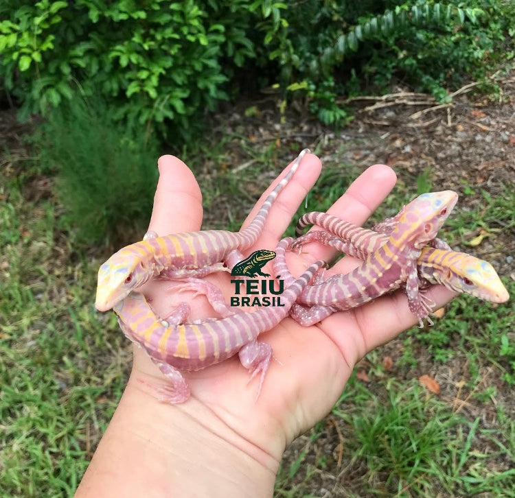 Filhote de Teiú Albino - FÊMEA