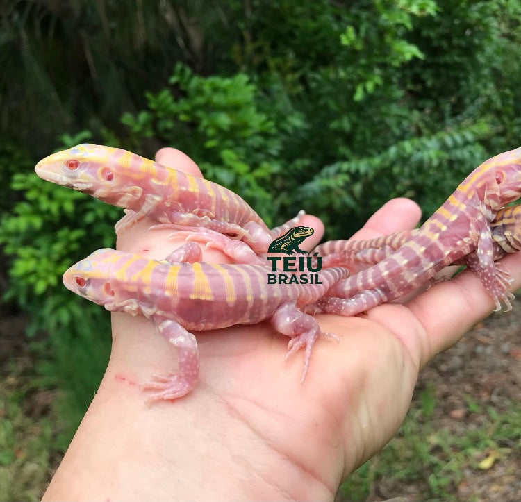 Filhote de Teiú Albino - MACHO