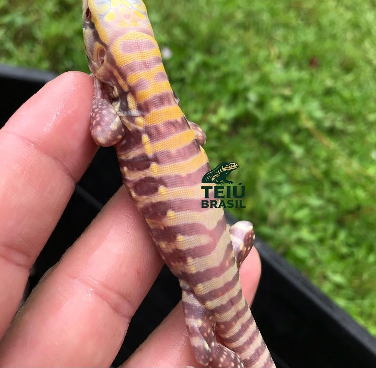 Filhote de Teiú Albino - MACHO