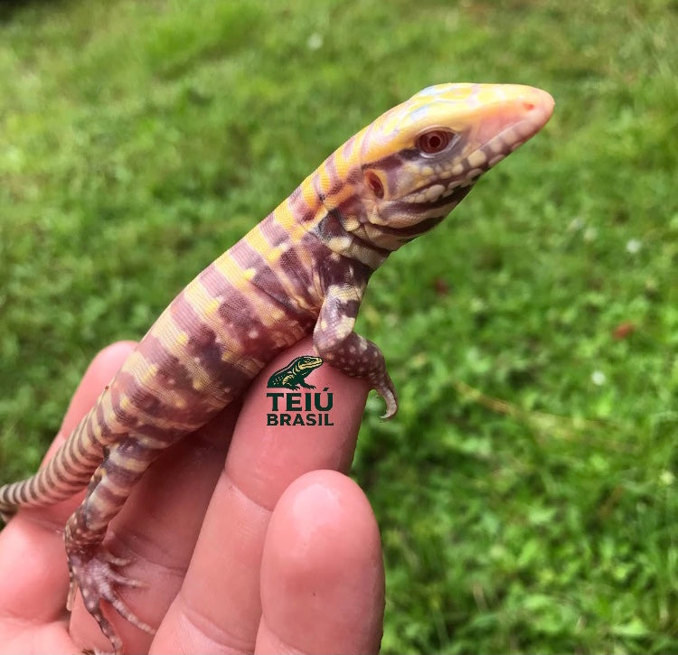 Filhotes de Teiú Albino - CASAL