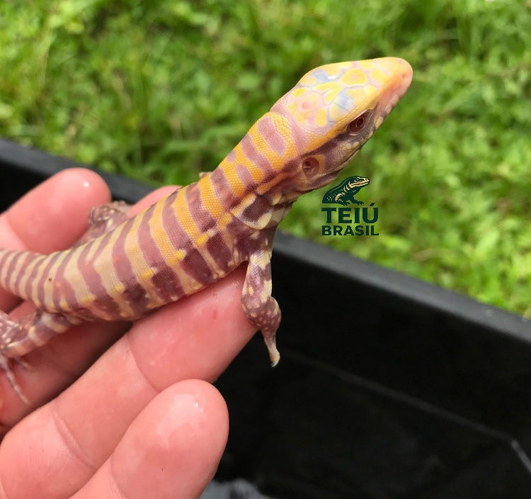 Filhote de Teiú Albino - MACHO