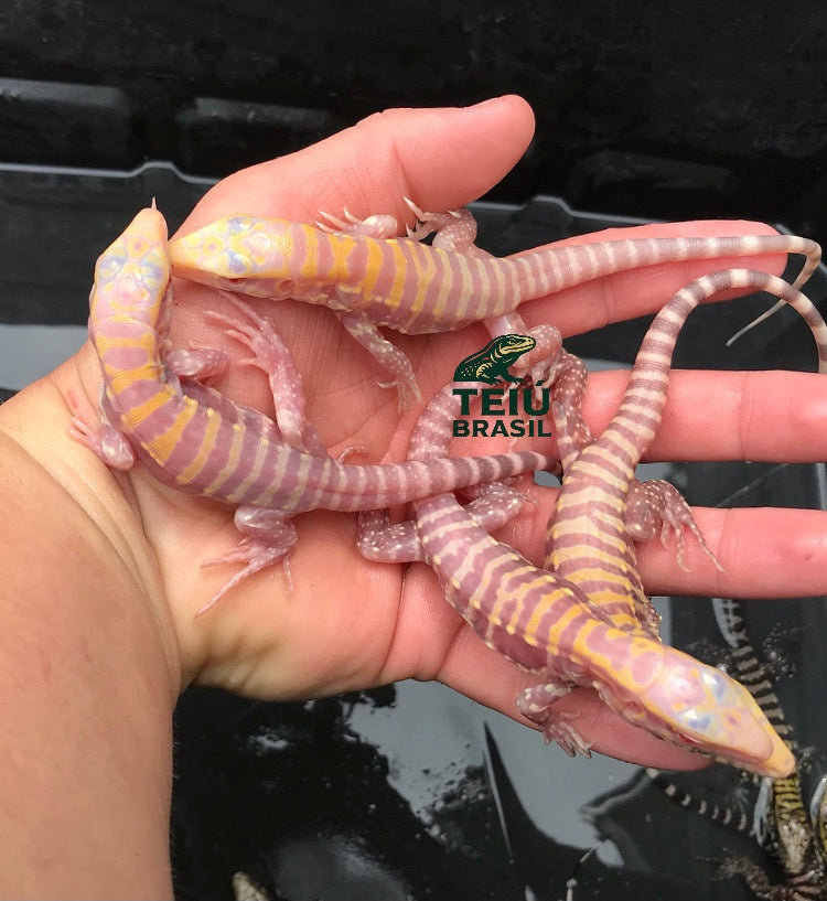 Filhote de Teiú Albino - MACHO
