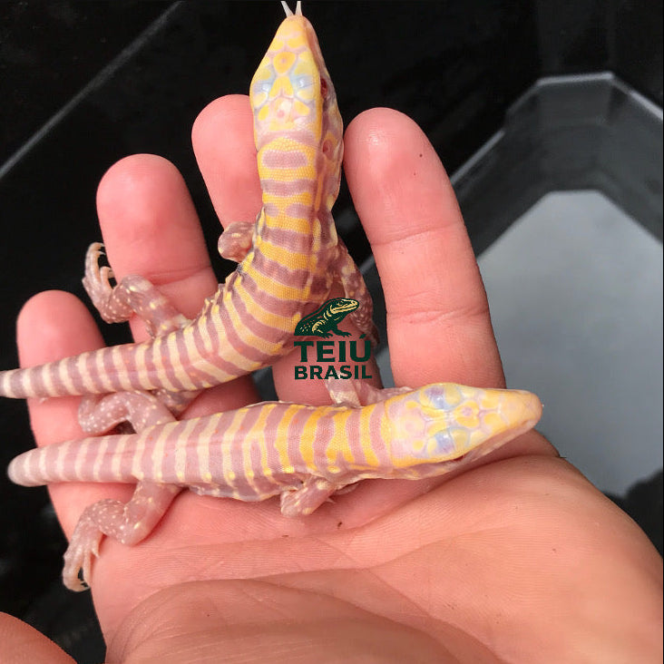 Filhotes de Teiú Albino - CASAL