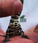 Filhote de Teiú - MACHO