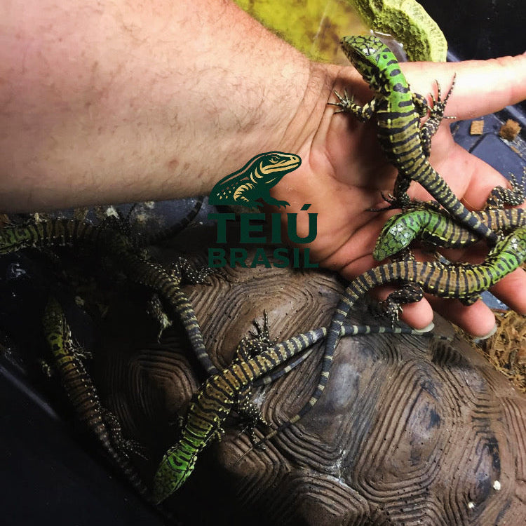 Filhote de Teiú - CASAL